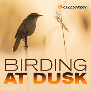 Birding at Dusk