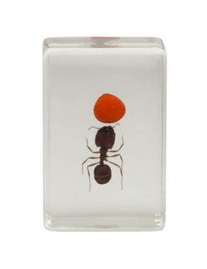 3D Bug Specimen Kit #3