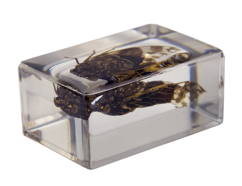 3D Bug Specimen Kit #3