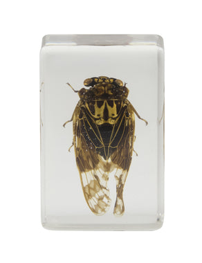 3D Bug Specimen Kit #3