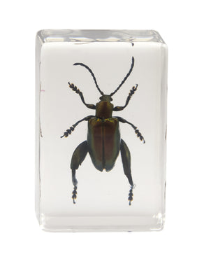 3D Bug Specimen Kit #3