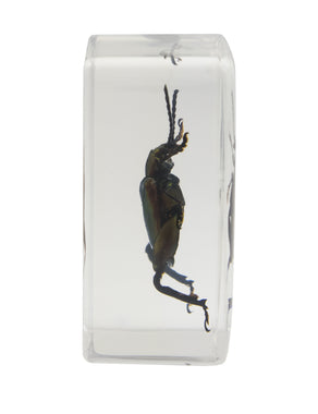 3D Bug Specimen Kit #3