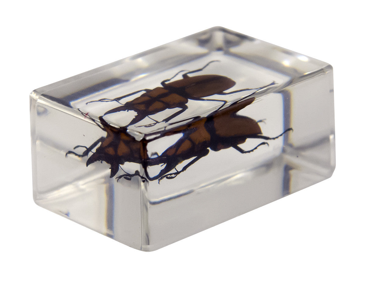 3D Bug Specimen Kit #3