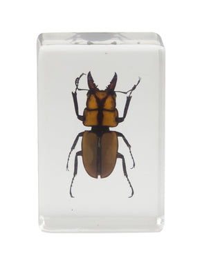 3D Bug Specimen Kit #3