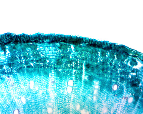 Digital Microscope Imager