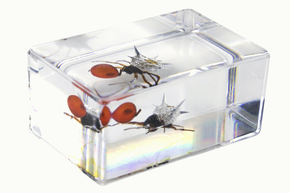 3D Bug Specimen Kit #4