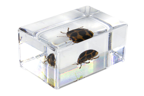 3D Bug Specimen Kit #4