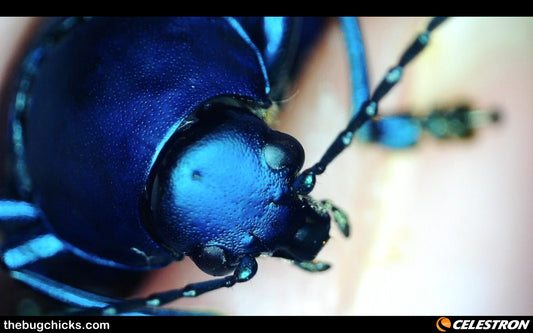 Ground Beetle from the Amazon!