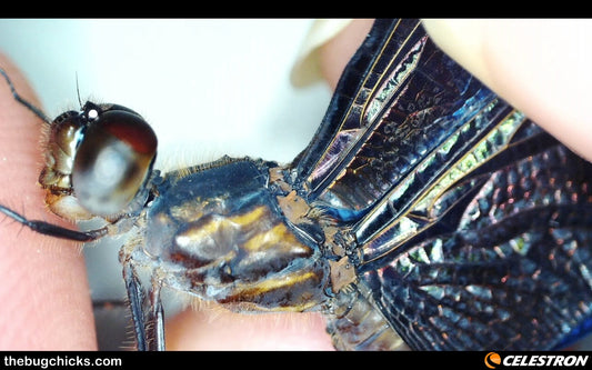 Blue Morpho Dragonfly from the Amazon!
