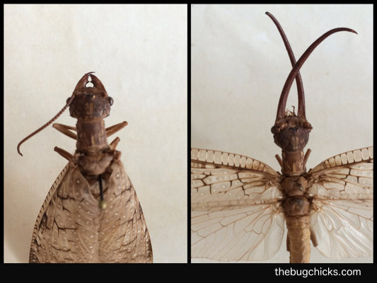 SEXUAL DIMORPHISM: HOW MALES AND FEMALES LOOK DIFFERENT