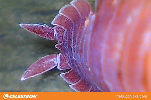 Orange is the New Awesome