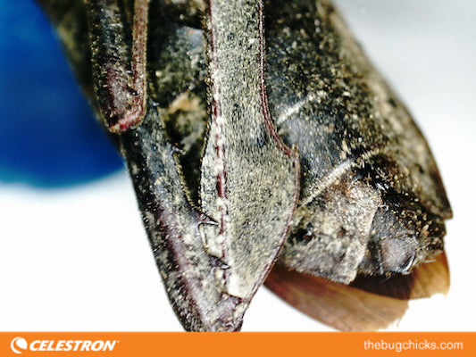 Is it a Kissing Bug or a Leaf-footed Bug?