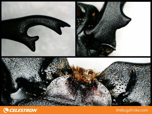 Insect Mouthparts - Part Two