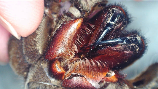 Taking the Spooky out of Spiders