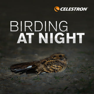 Birding at Night