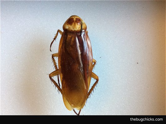 Wings (Part Two) – Celestron