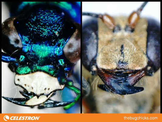 Insect Mouthparts - Part One