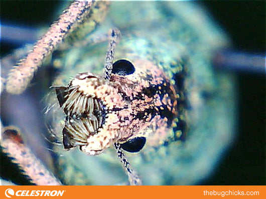 Best Microscope Shots