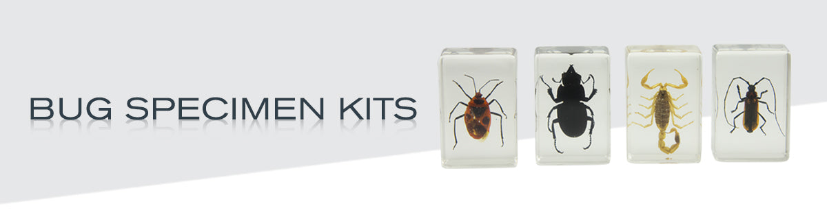 Bug Specimen Kits Collection Hero Image