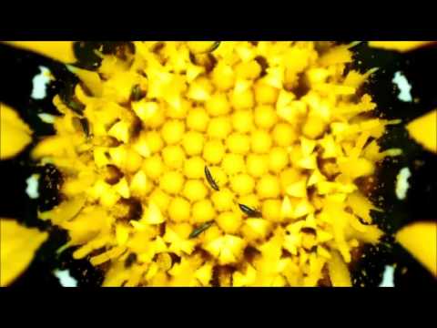 Video for MicroDirect 1080P HDMI Handheld Digital Microscope