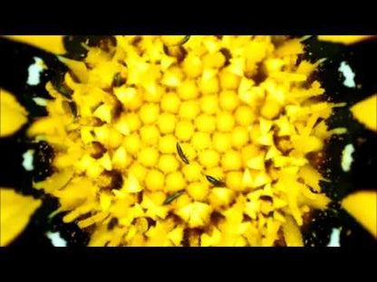 Video for MicroDirect 1080P HDMI Handheld Digital Microscope