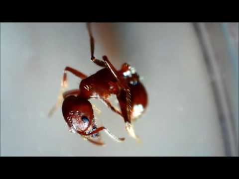 Video for MicroDirect 1080P HDMI Handheld Digital Microscope