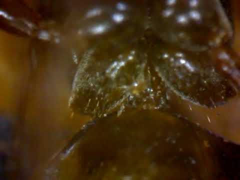 Video for Deluxe Handheld Digital Microscope (Old Version)