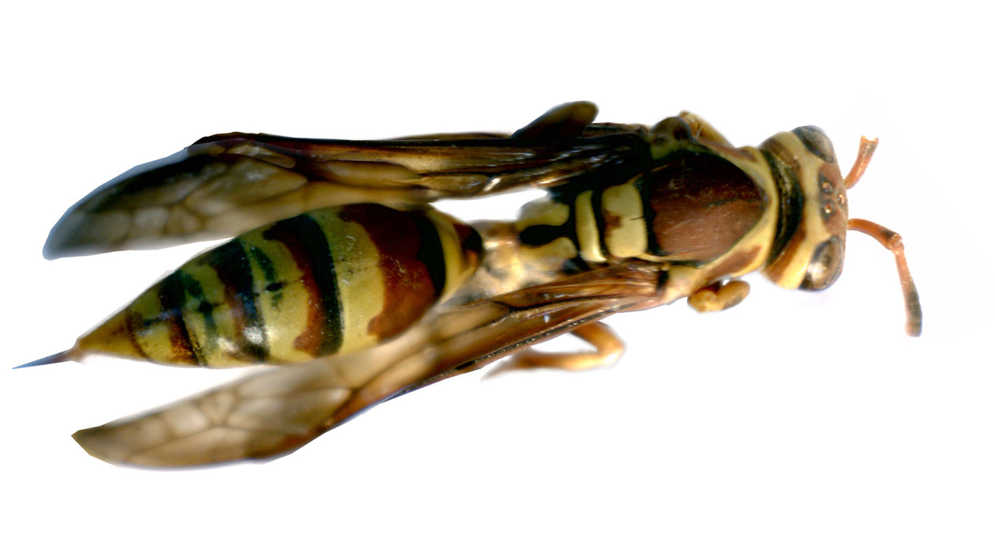 Mini Handheld Digital Microscope