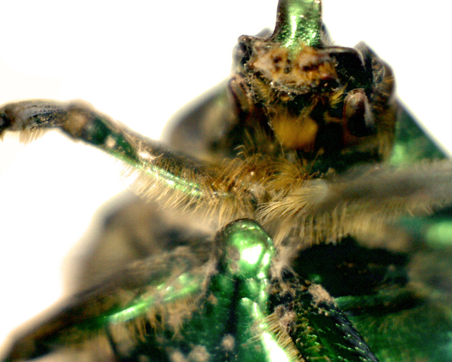 Mini Handheld Digital Microscope