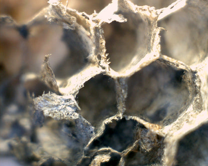 Mini Handheld Digital Microscope