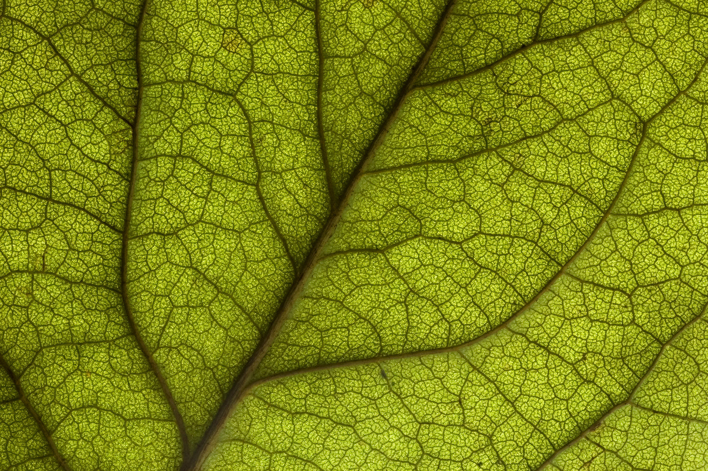 Amoeba Dual Purpose Digital Microscope (Gray)