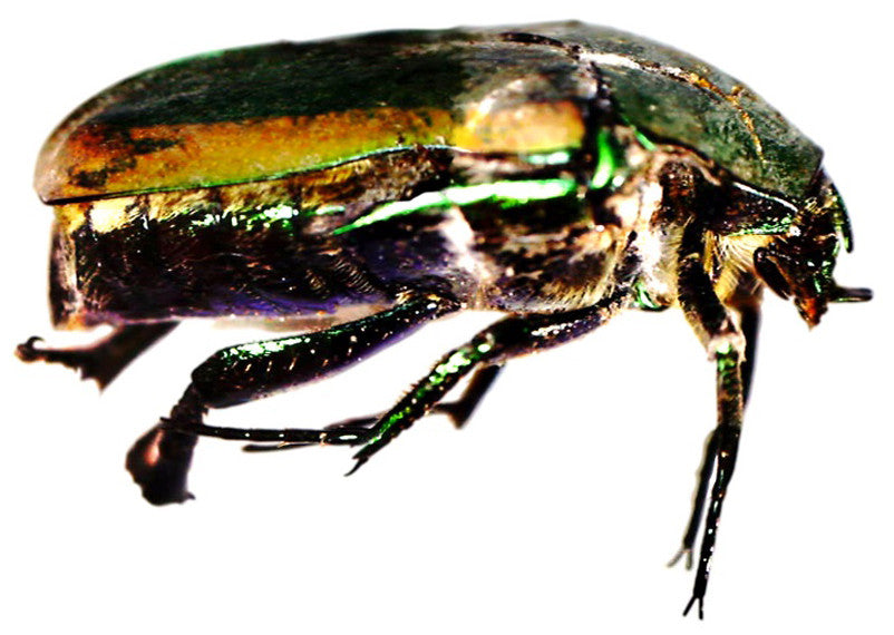 Infiniview LCD Digital Microscope