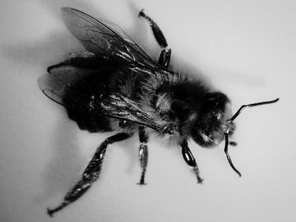 Infiniview LCD Digital Microscope