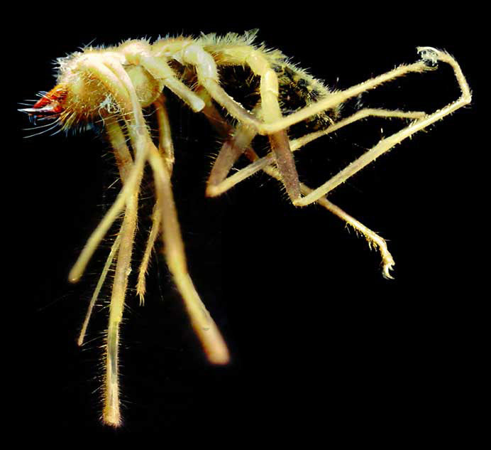 Infiniview LCD Digital Microscope