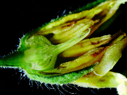 Infiniview LCD Digital Microscope