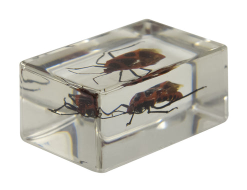 3D Bug Specimen Kit #1