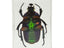 3D Bug Specimen Kit #2