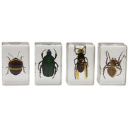 3D Bug Specimen Kit #2