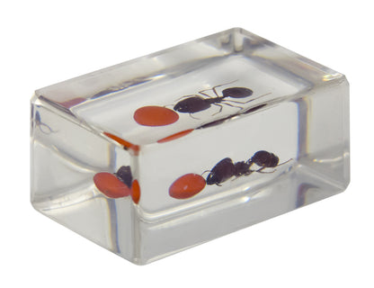 3D Bug Specimen Kit #3