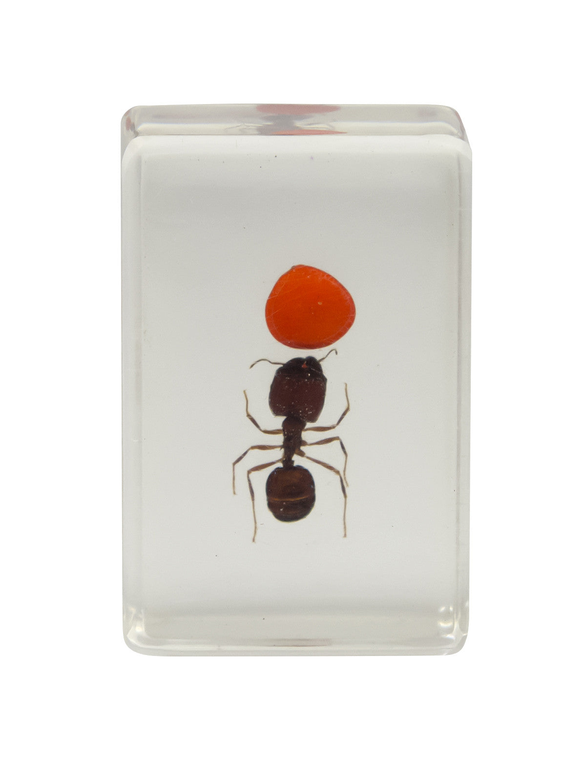 3D Bug Specimen Kit #3