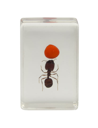 3D Bug Specimen Kit #3