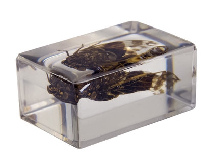 3D Bug Specimen Kit #3