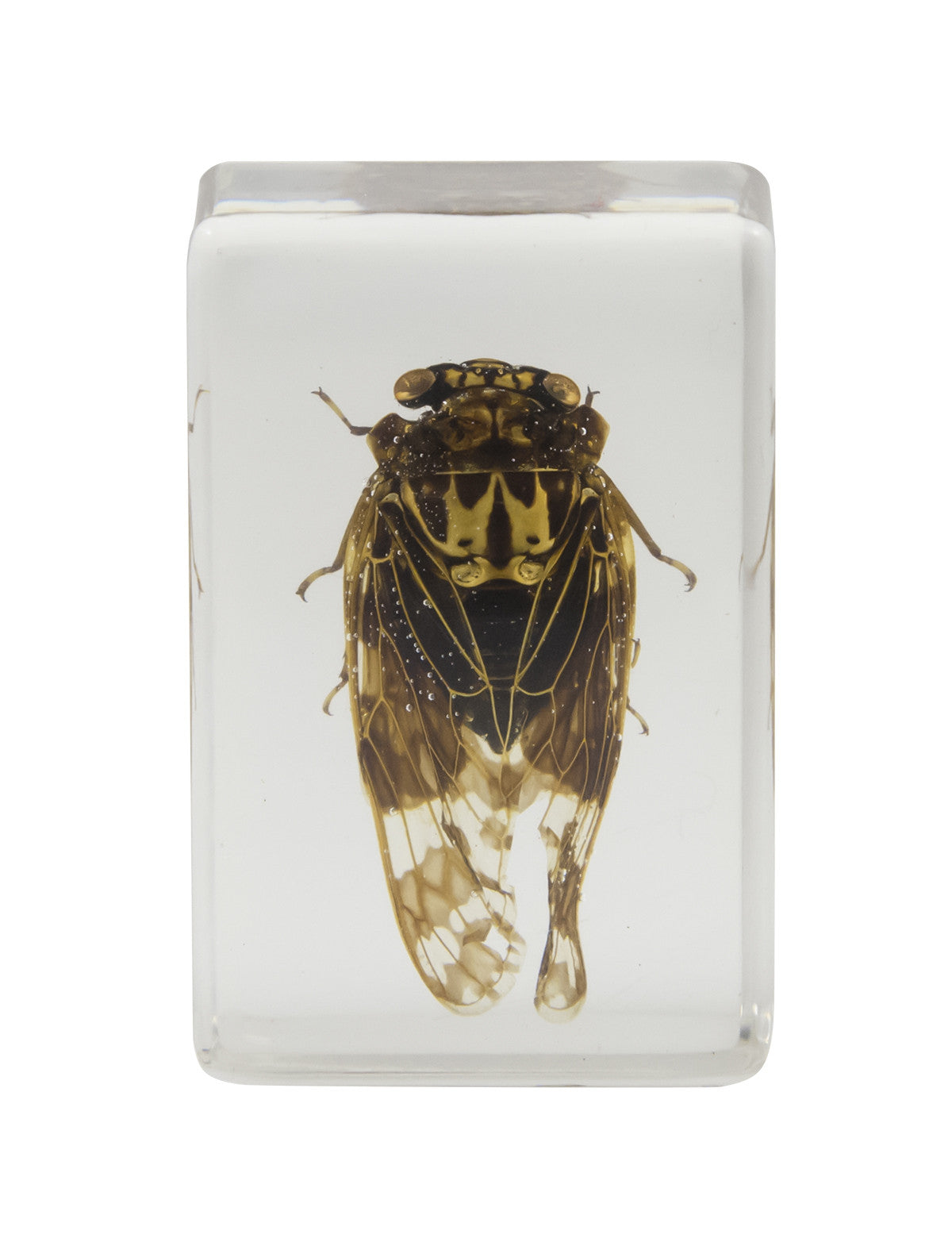 3D Bug Specimen Kit #3