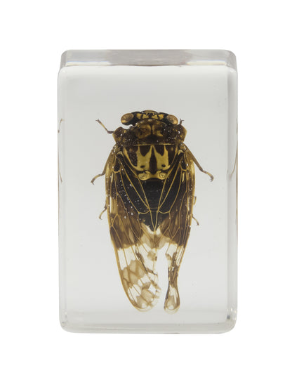 3D Bug Specimen Kit #3