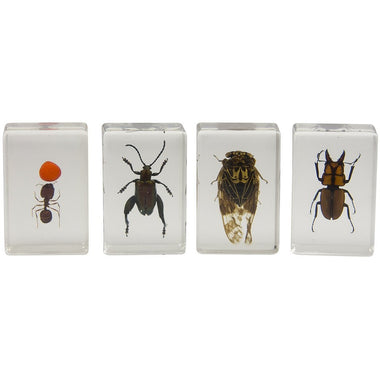 3D Bug Specimen Kit #3