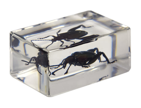 3D Bug Specimen Kit #3
