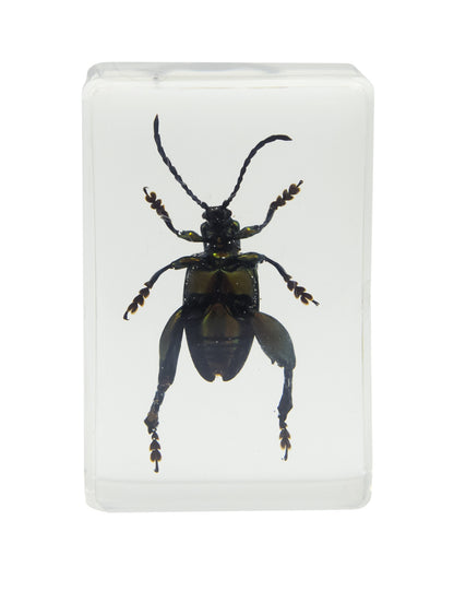 3D Bug Specimen Kit #3