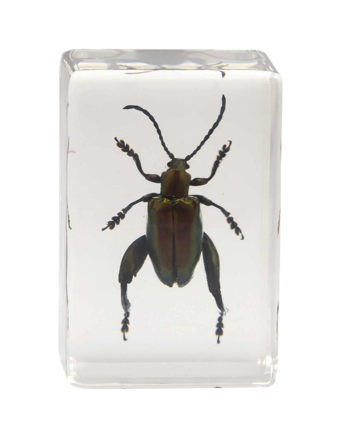 3D Bug Specimen Kit #3