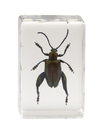 3D Bug Specimen Kit #3