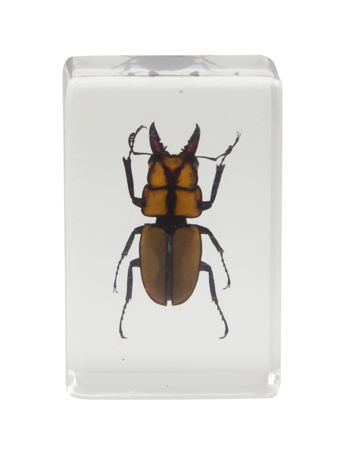 3D Bug Specimen Kit #3